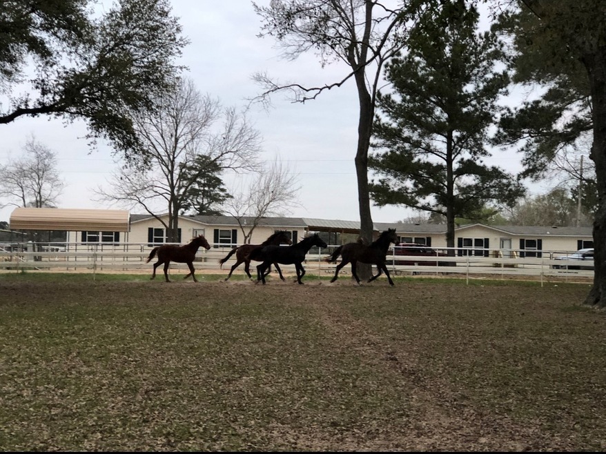 26427 Dobbin-Huffsmith Rd, Magnolia, TX 77354 - photo 1