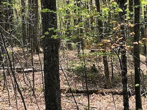 Lot 19 Shore Rd, Dexter, ME 04930 - photo 1