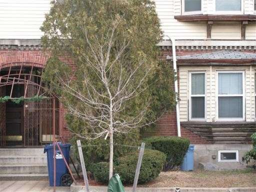 8 Humboldt Ave unit 1, Roxbury, MA 02119 - photo 1