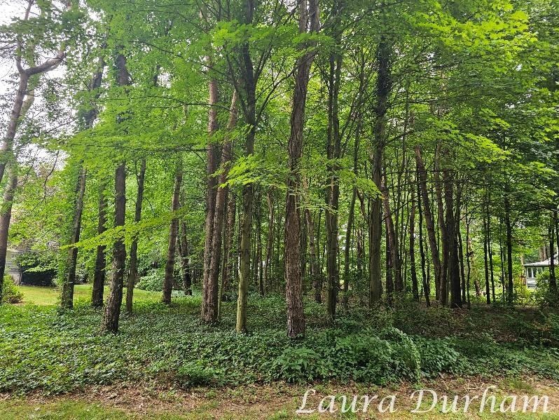 N of 3365 Clearview Ln, Saugatuck Township, MI 49453 - photo 1