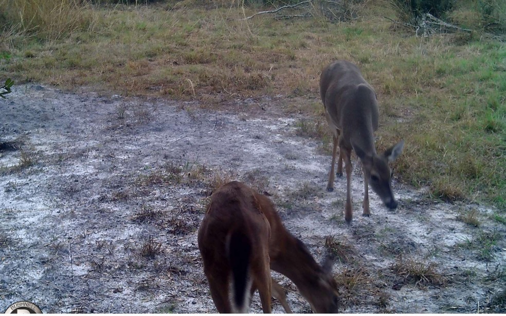 0 SW County Line & Prine unit 122665, Lee, FL 32059 - photo 1