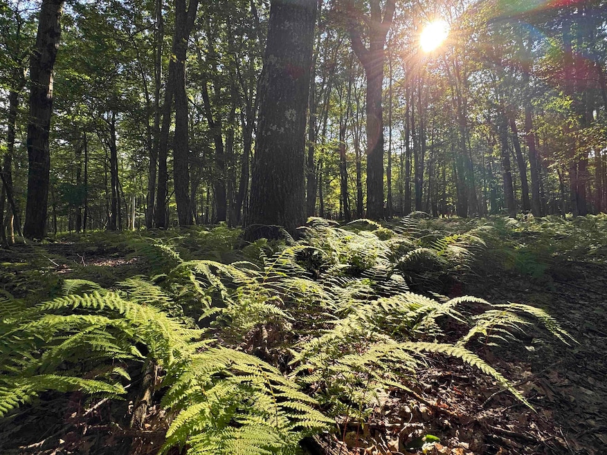 Lots 41 and 42 Daylily Ct, Terra Alta, WV 26764 - photo 1