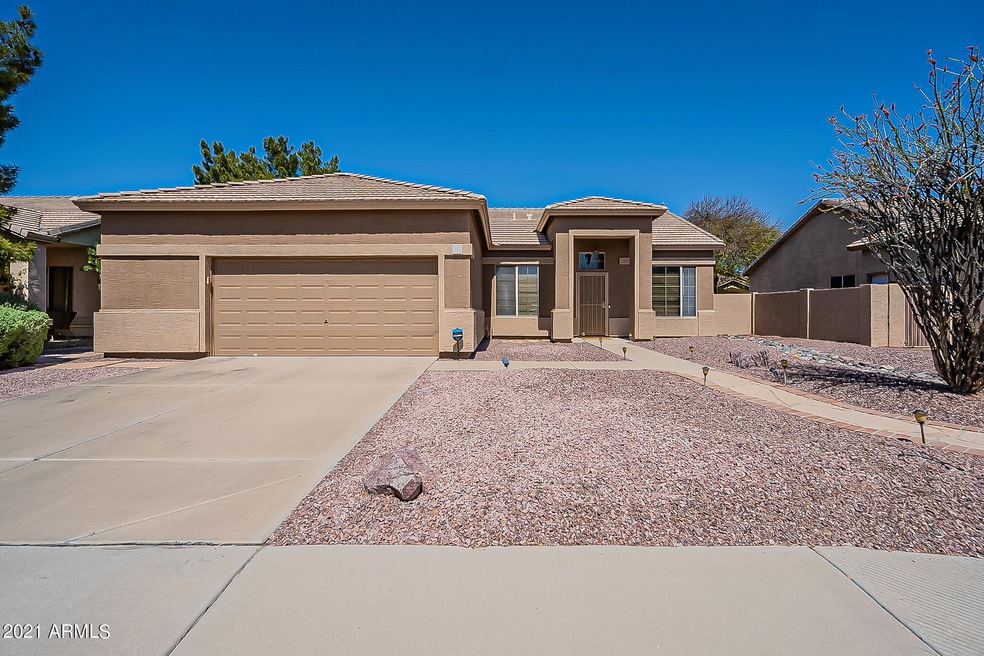Smoke Tree-2
