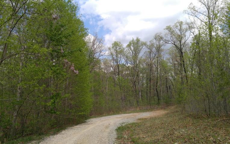 greenforest2