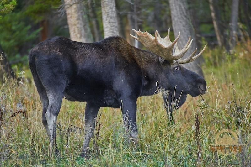 176 Four Point Rd, Big Sky, MT 59716 - photo 1