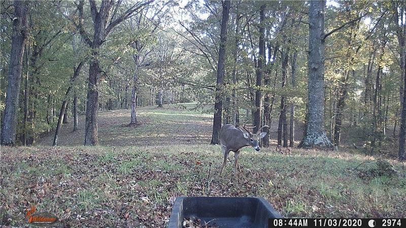 Majestic Buck cruising in November