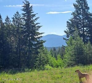 Land with Dog