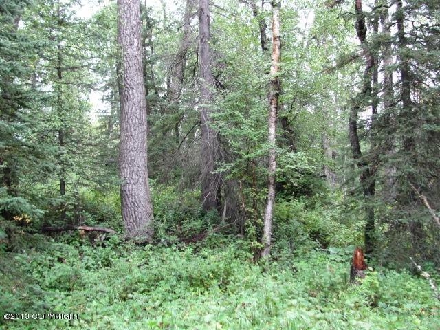 big trees