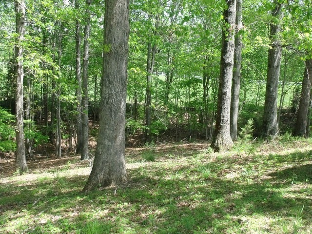 Back Lawn