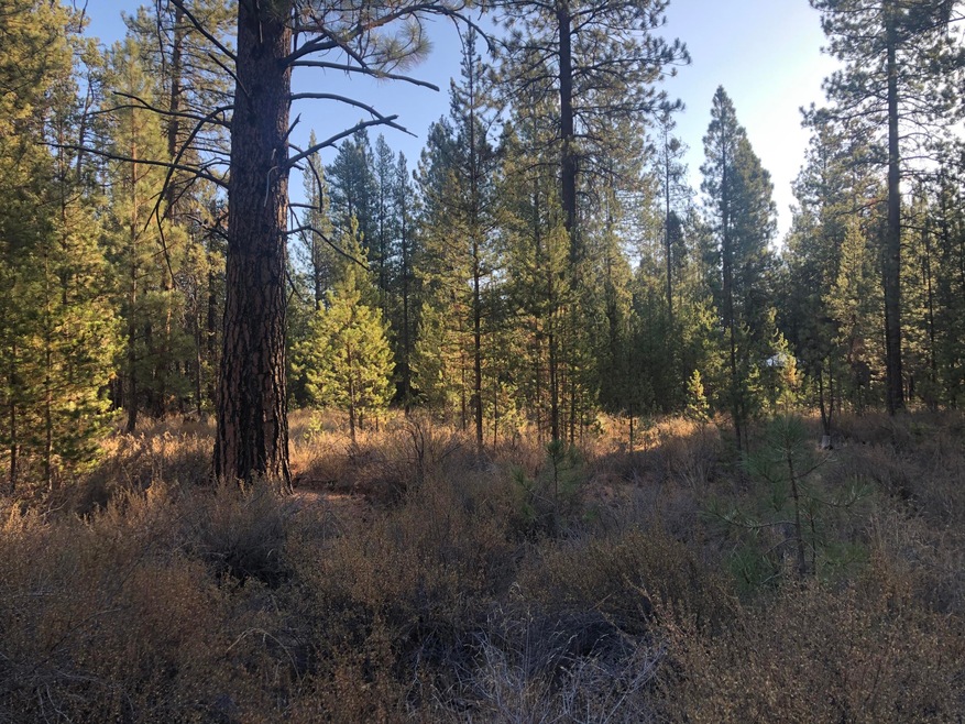 Treed Lot