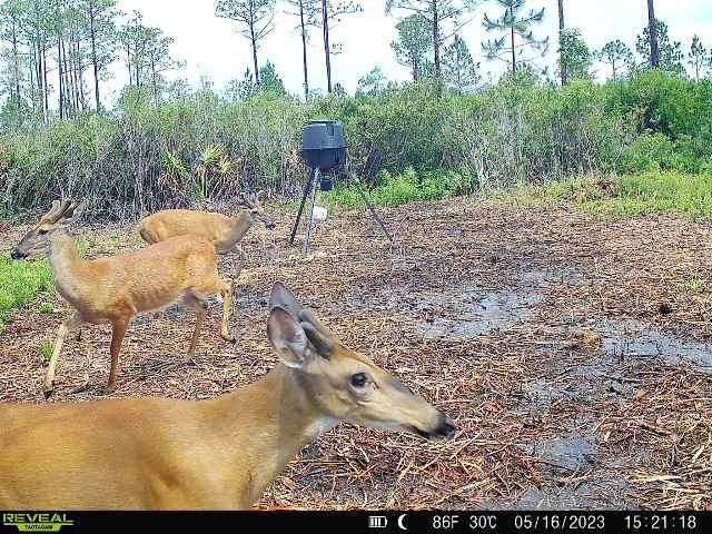 0 SW Wire Rd, Lee, FL 32059 - photo 1