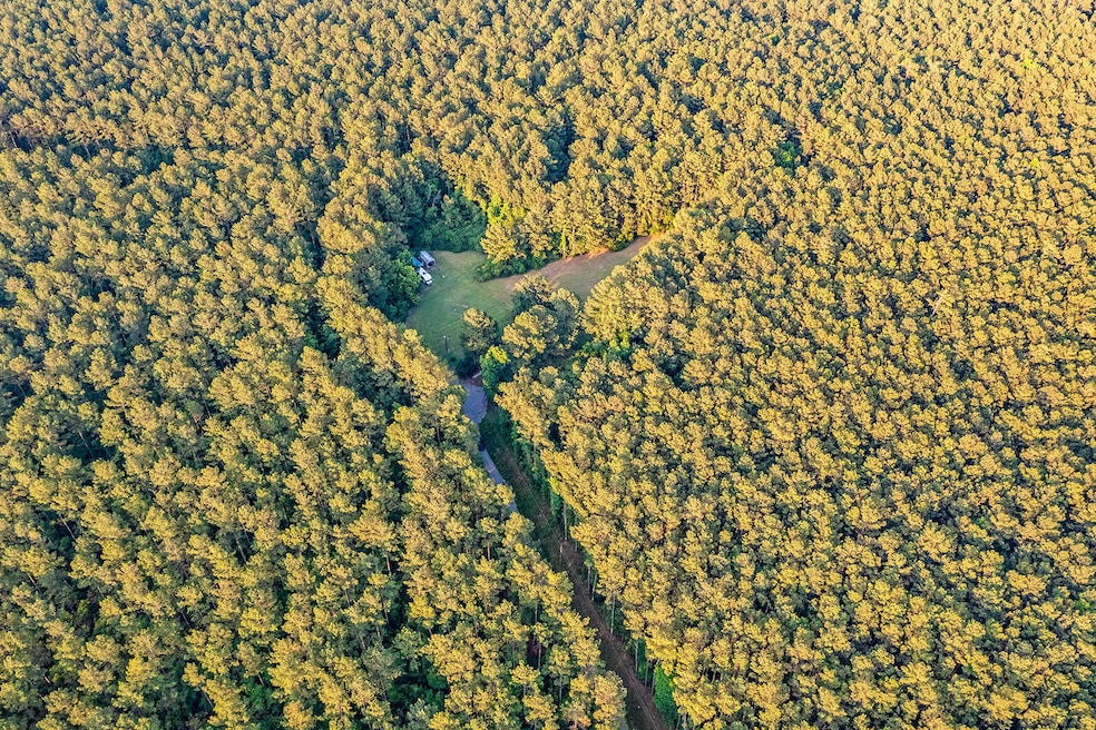 forest - 49 of 54