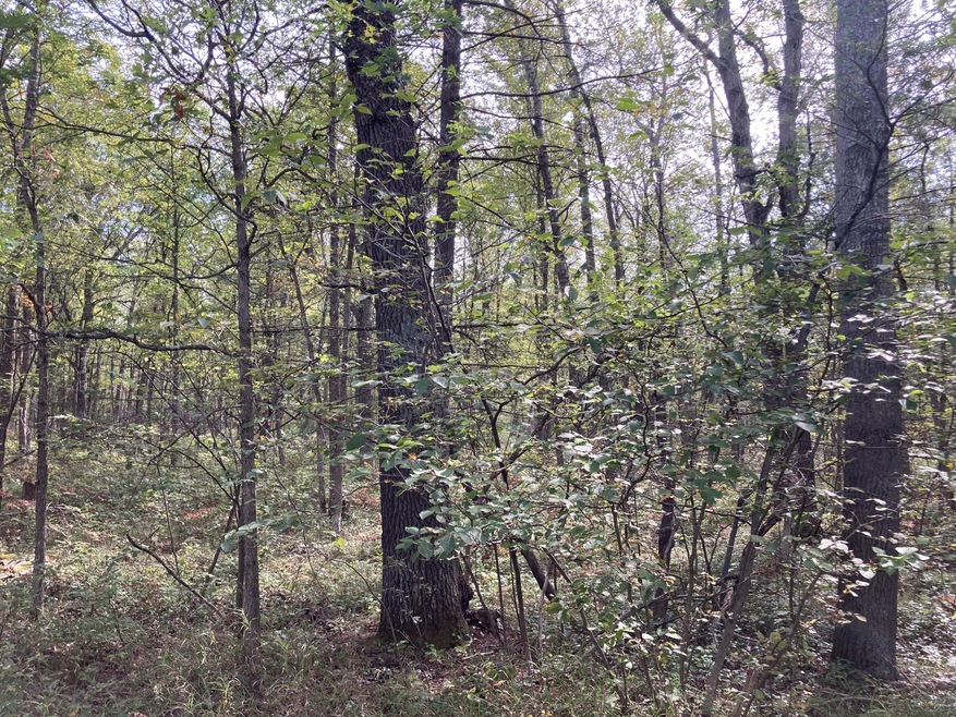 PAR 2 Cleveland Dr W, Lilley Township, MI 49309 - photo 1