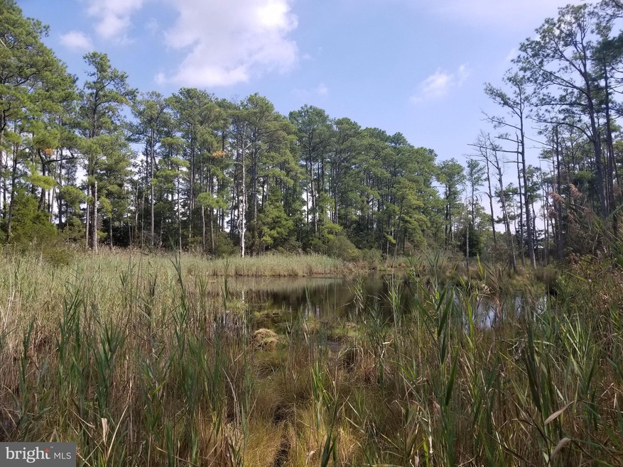 0 Toddville - Bishops Head Rd unit 1000999421, Toddville, MD 21672 - photo 1