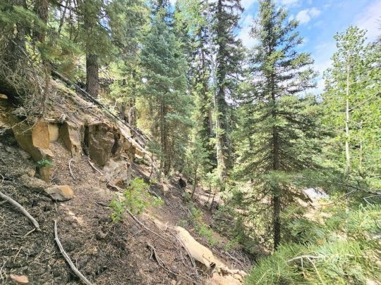 23 Knobcone Pine Dr