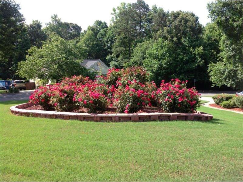 Gorgeous rose garden in the summer time