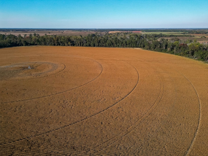 County Road 168, Morgan, GA 39866 - photo 1