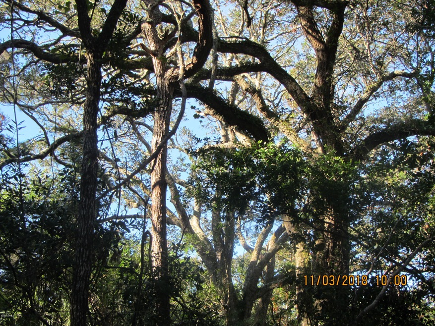 BEAUTIFUL LIVE OAKS