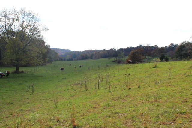 pasture3