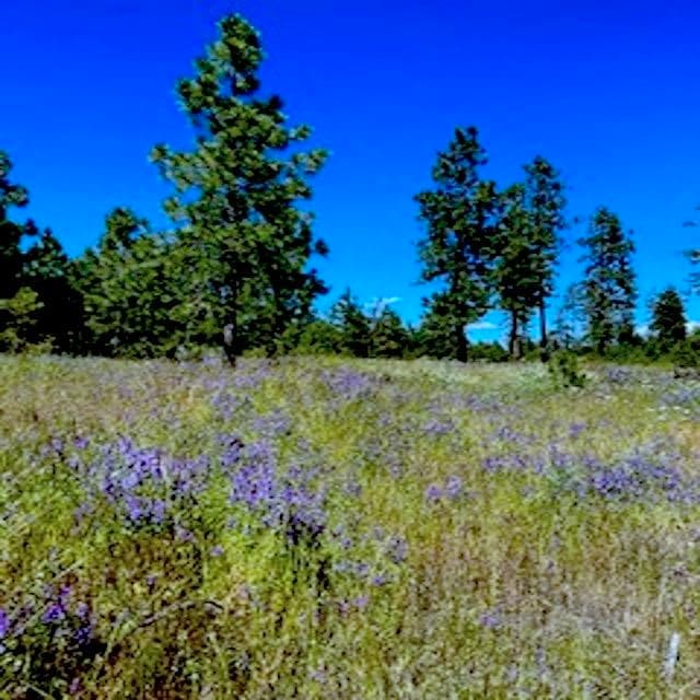 Lot A Kronos Short Plat Ln, Davenport, WA 99122 - photo 1