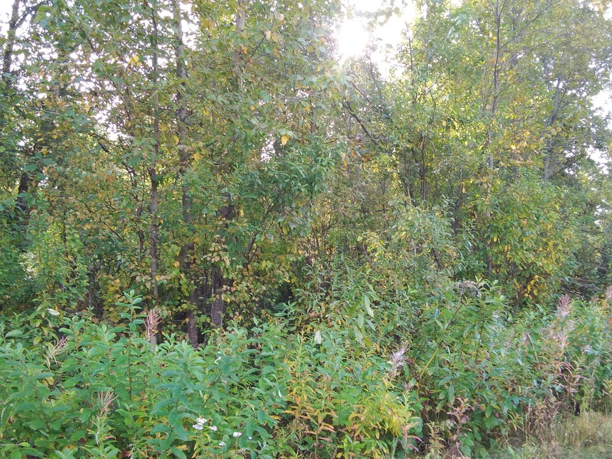 23815 Vintage Dr, Trapper Creek, AK 99683 - photo 1