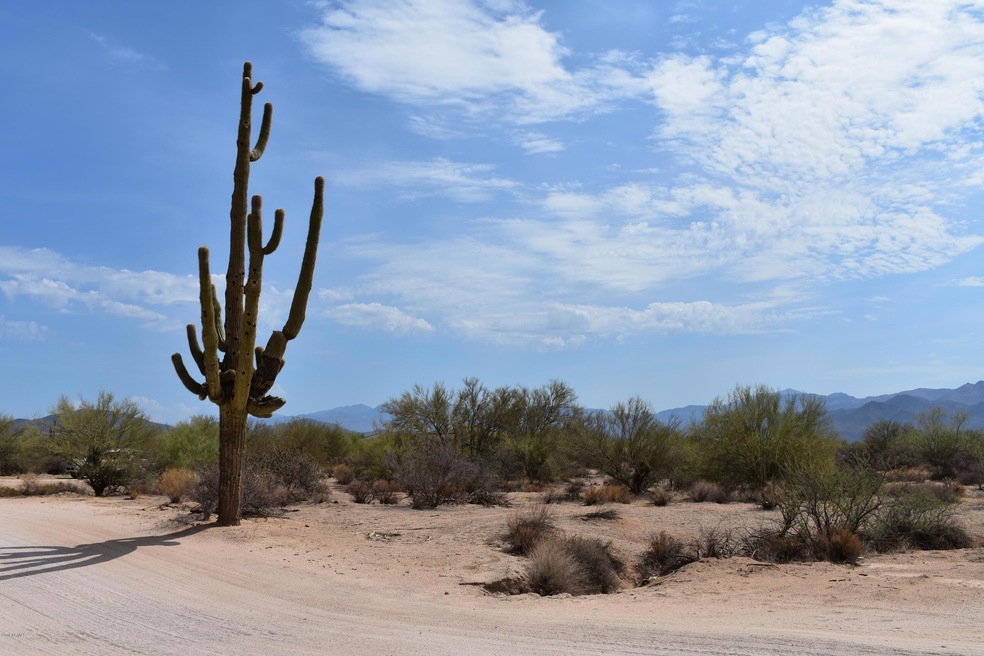 GRANDDADDY SAHUARO