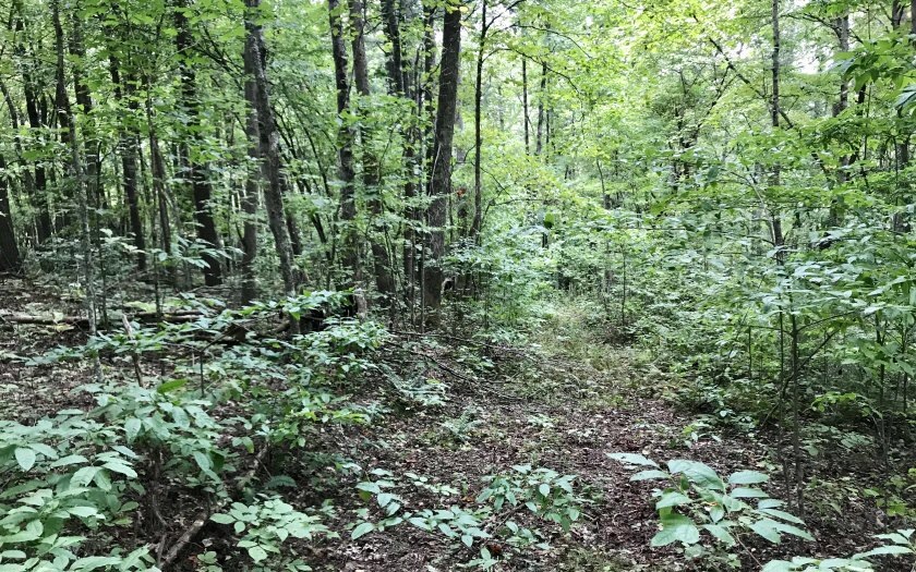 LT43B Mountain Rivers Ln, Mineral Bluff, GA 30559 - photo 1