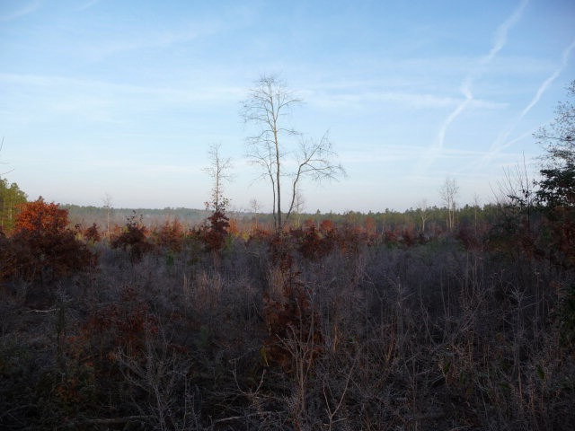 Main View