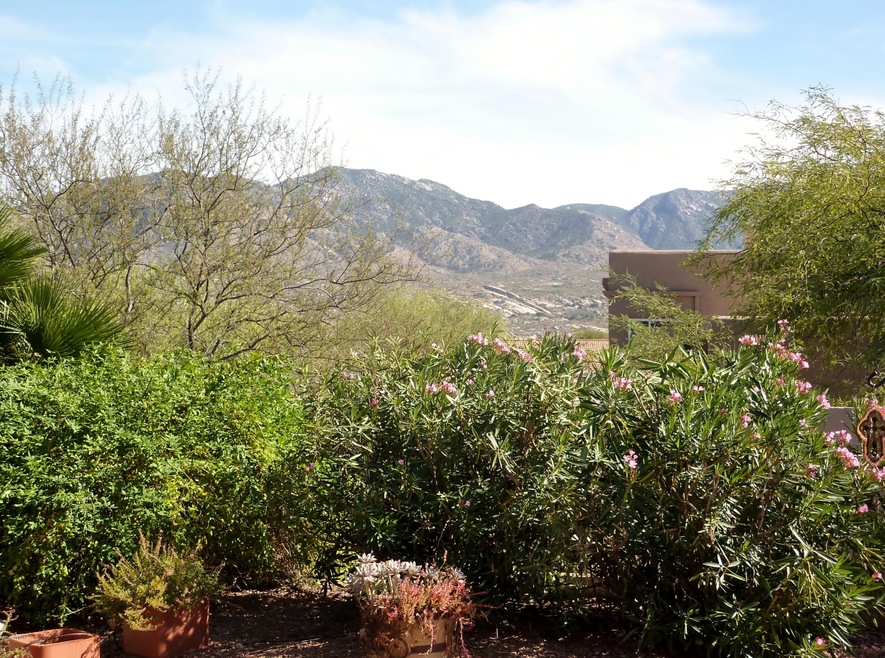 Backyard Mountain View