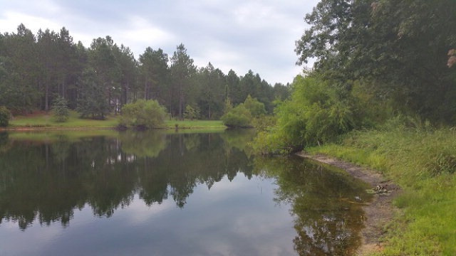 Main View