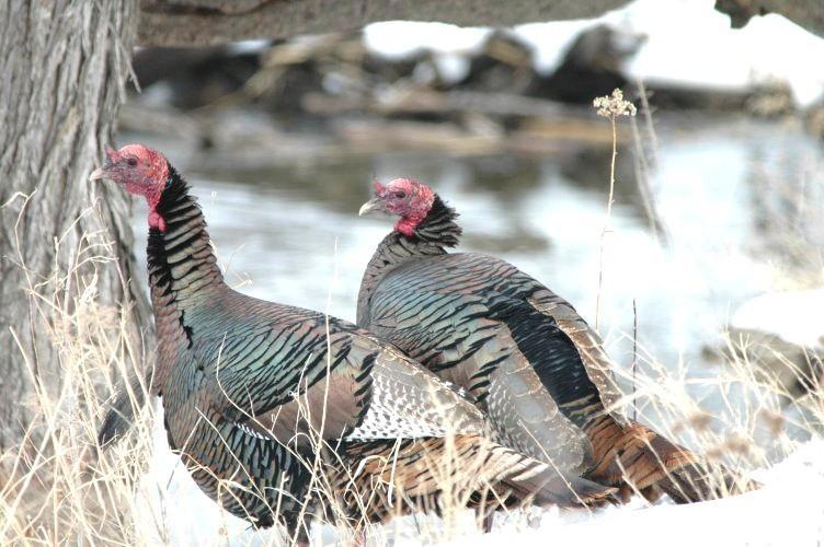 Wildlife
