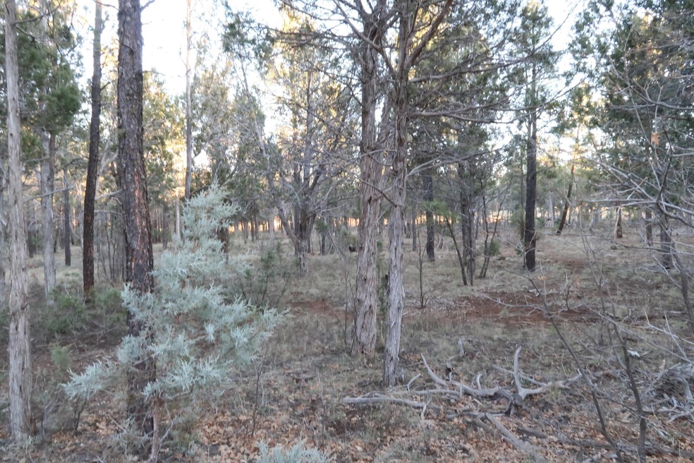 Ponderosa Pines
