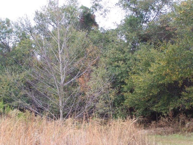 3 acres Old Dairy Rd, Ailey, GA 30410 - photo 1