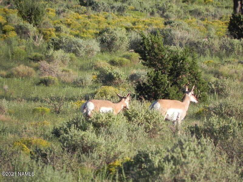 Home on the Range