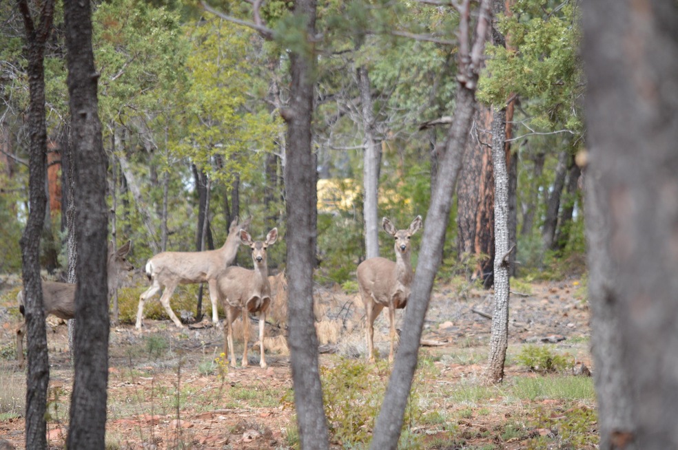 2250 E Lariat, Show Low, AZ 85901 - photo 1