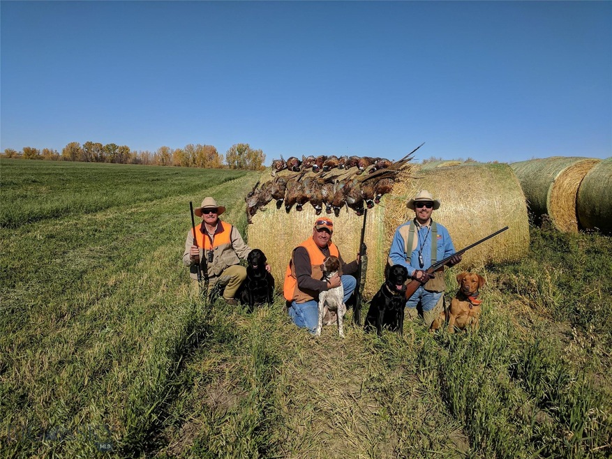 2017 Poplar 363 Acres opening week of pheasant sea
