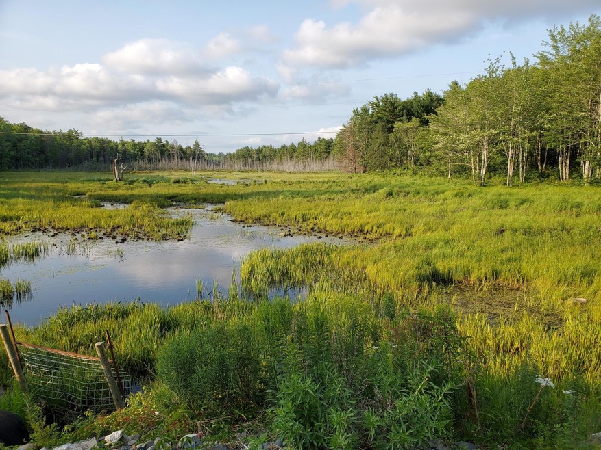 Sucker Brook