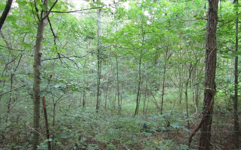 TR5 Yukon Rd, Ellijay, GA 30536 - photo 1