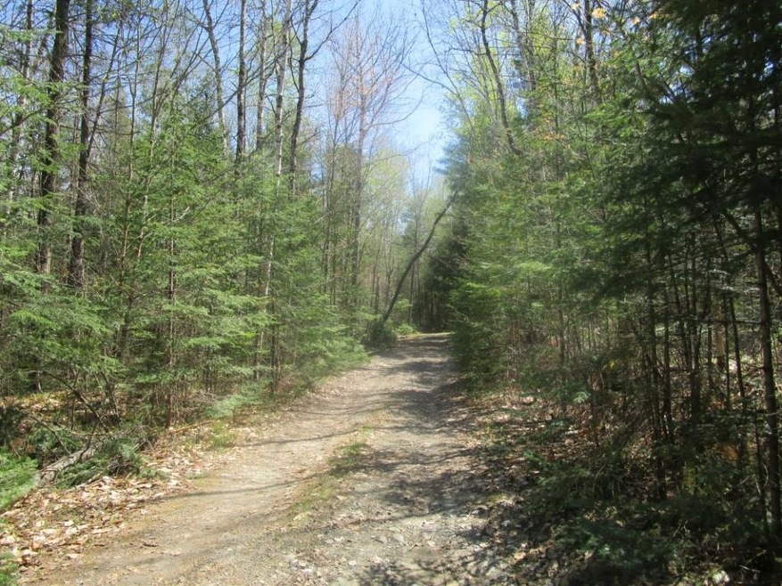 Wooded lot with the road