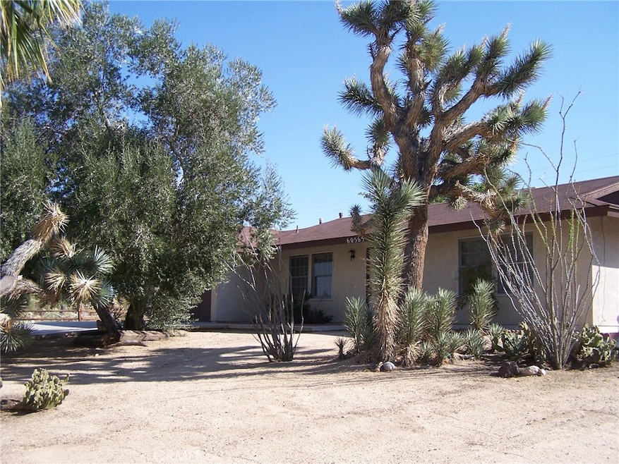An abundance of Joshua Trees!
