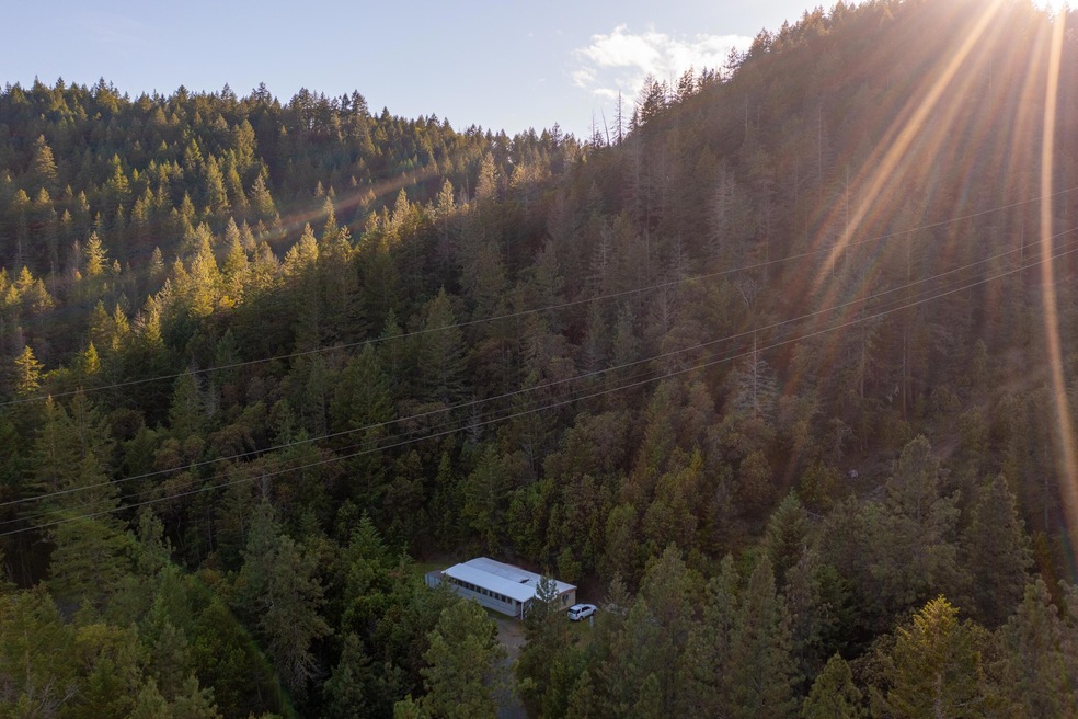 Overhead Forest