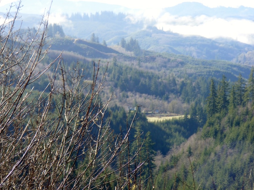 the View