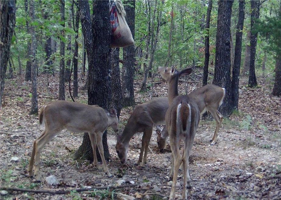 0 State Route T, Newburg, MO 65550 - photo 1
