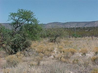 Primary Photo