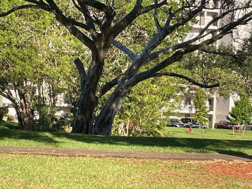 605 Oaks Dr unit 603, Pompano Beach, FL 33069 - photo 1