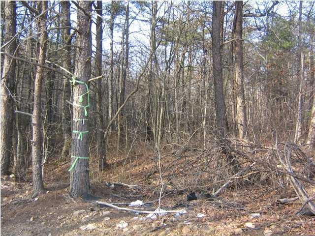 Primary Photo