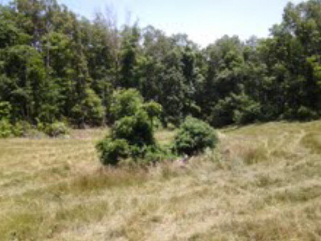 Primary Photo