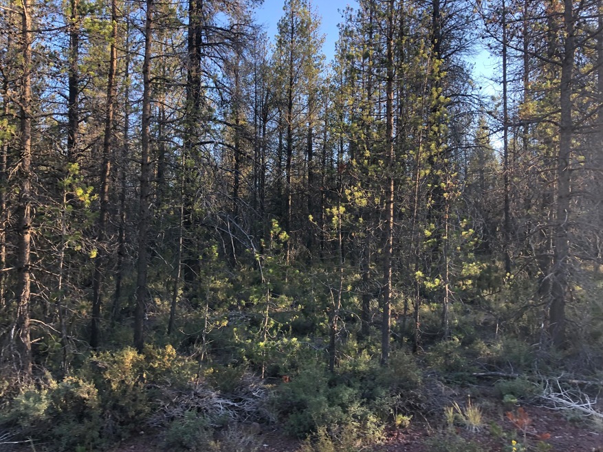 Lot 20 ~ Kirk Ct. ~ Vidae Ct.