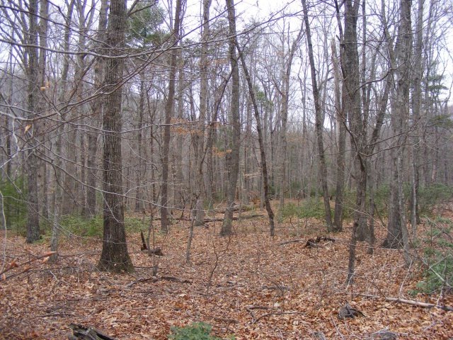 Main View