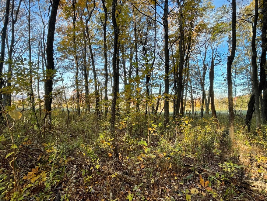 Walnut Knob Rd